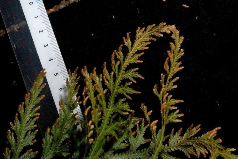 Selaginella banksii photo 5