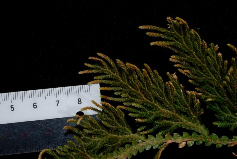 Selaginella banksii photo 6