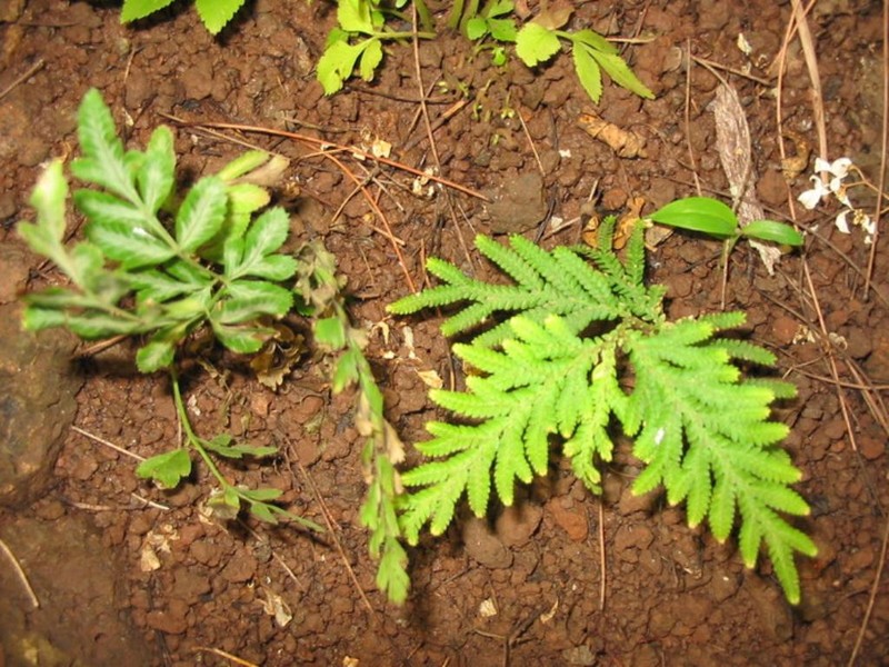 Selaginella banksii photo 7