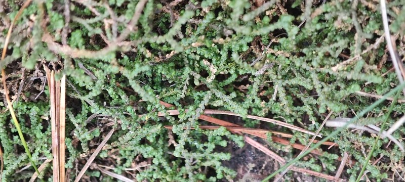 Selaginella baodongii