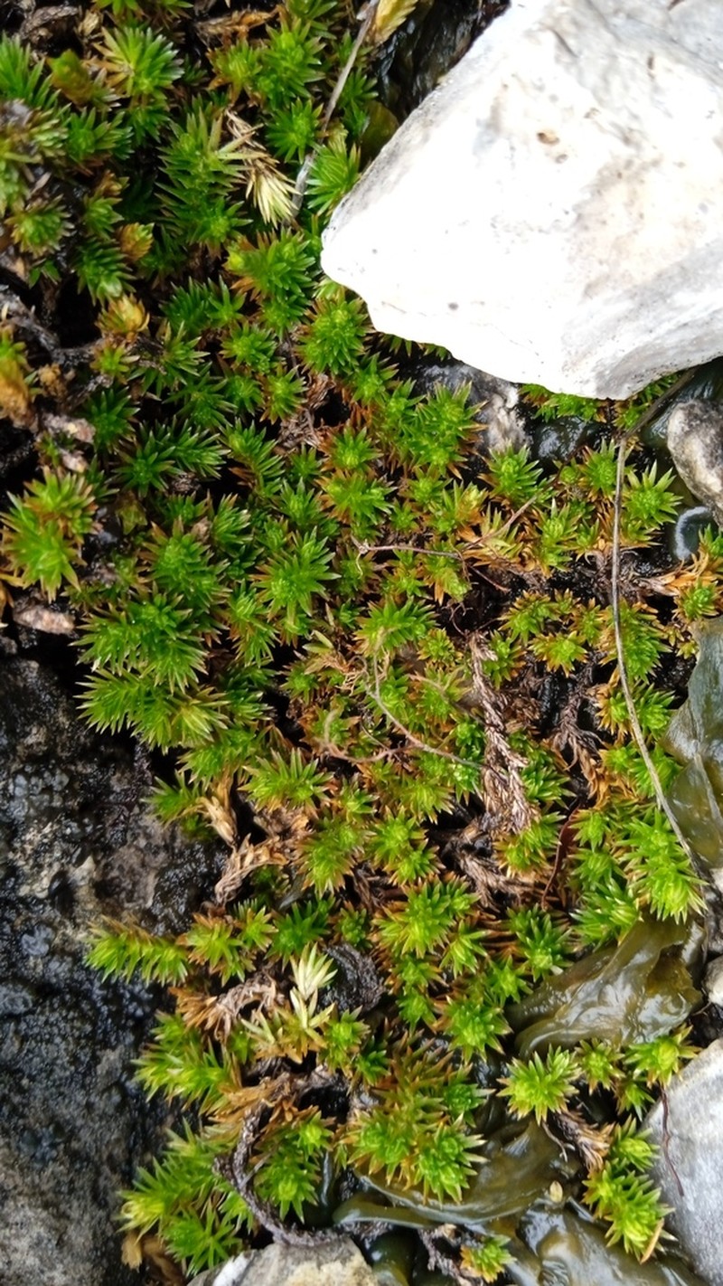Selaginella basipilosa