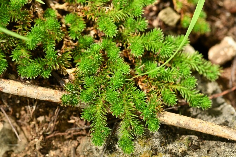Selaginella basipilosa photo 2