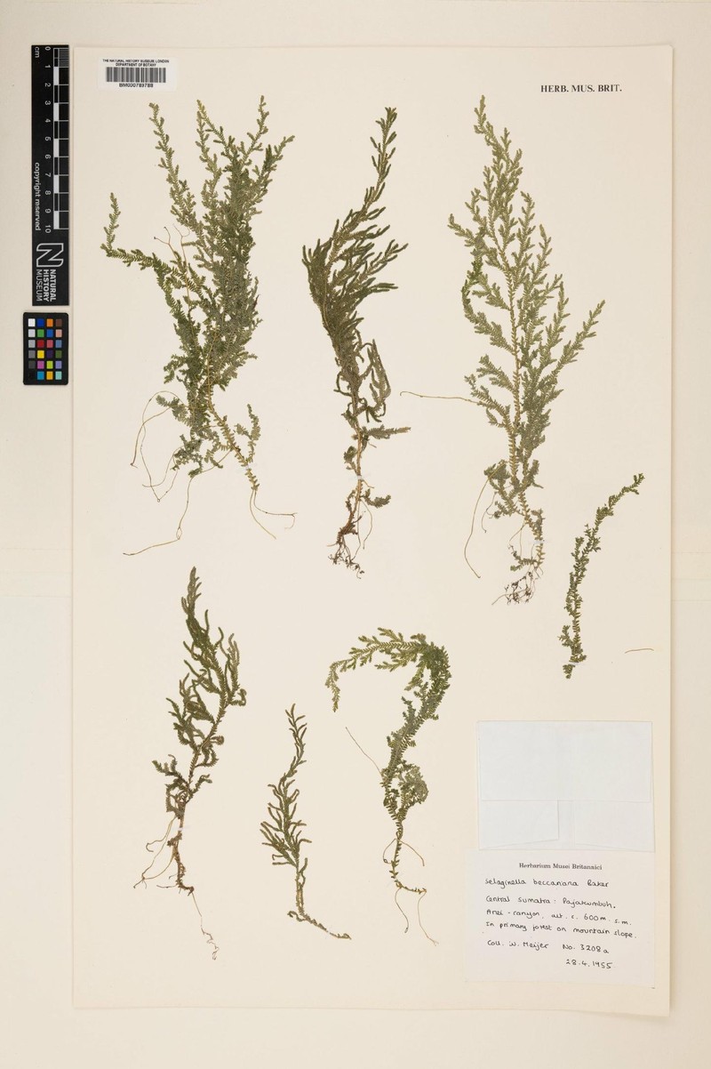 Selaginella beccariana