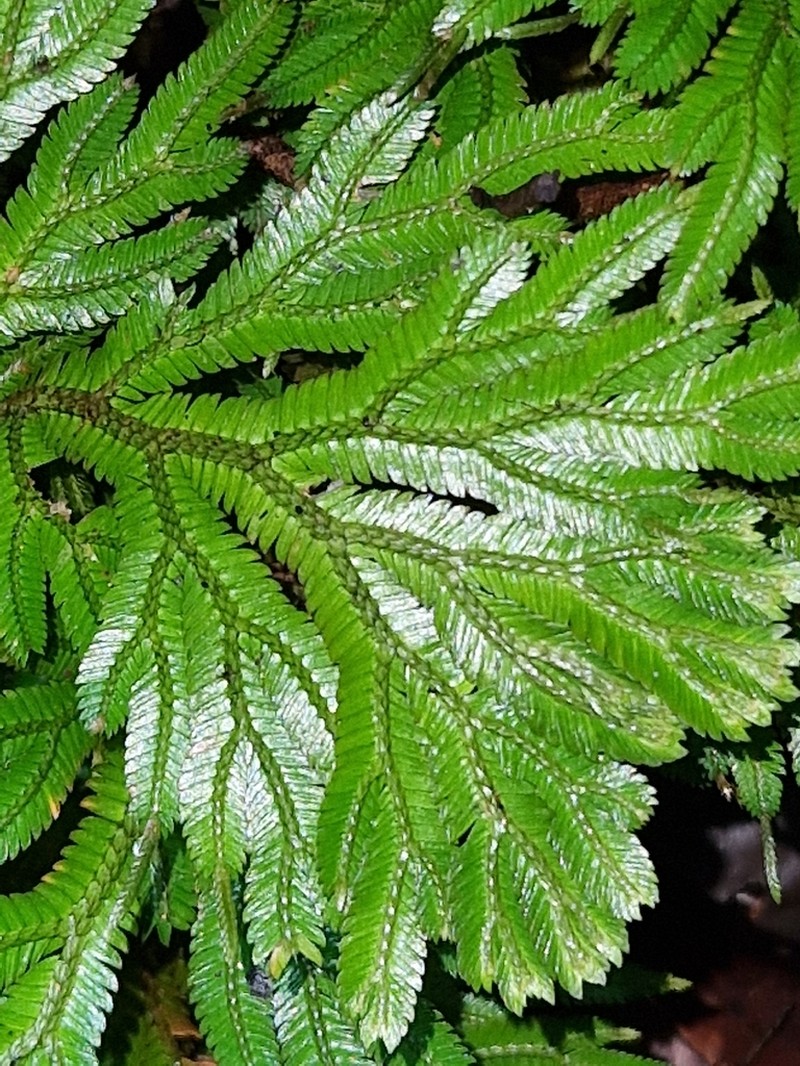 Selaginella behrmanniana