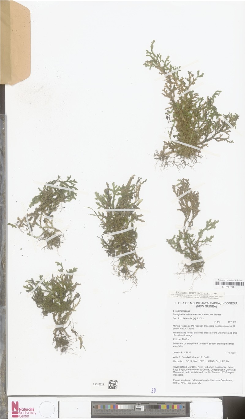 Selaginella behrmanniana photo 2