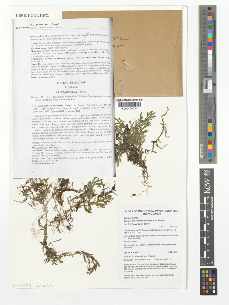 Selaginella behrmanniana photo 3