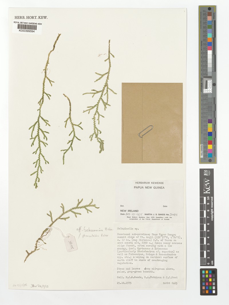 Selaginella behrmanniana photo 4