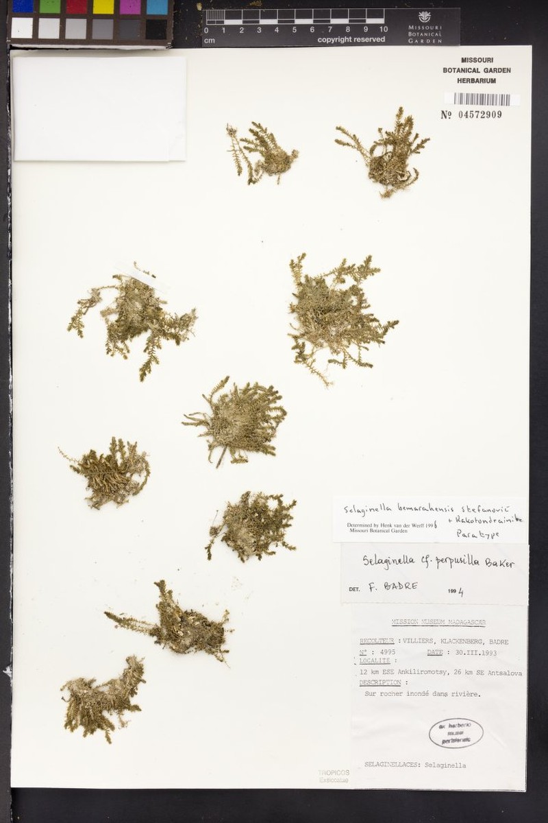 Selaginella bemarahensis