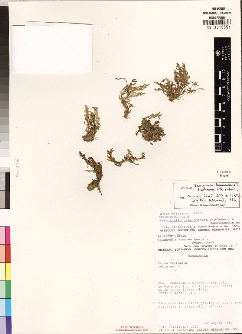 Selaginella bemarahensis photo 2