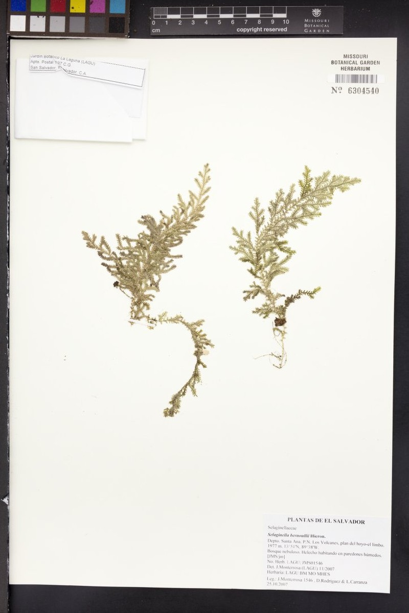 Selaginella bernoullii