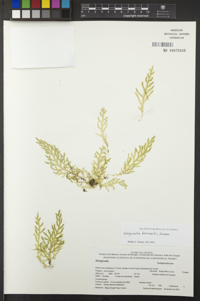 Selaginella bernoullii photo 2