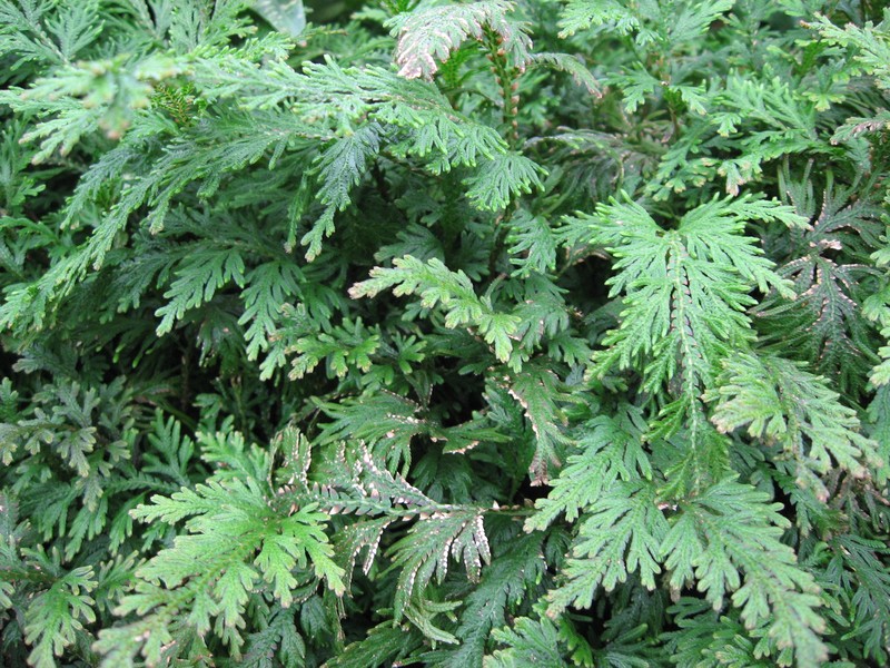 Selaginella biformis