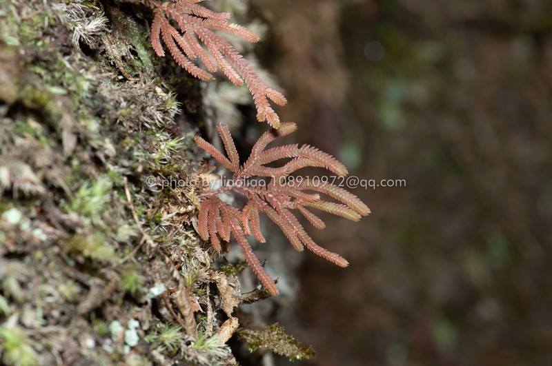 Selaginella biformis photo 2