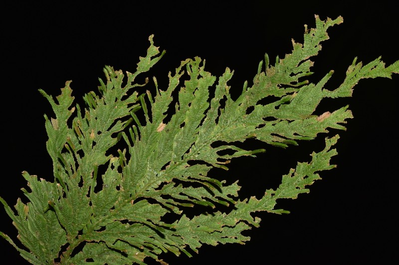 Selaginella biformis photo 3