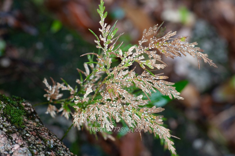 Selaginella biformis photo 4