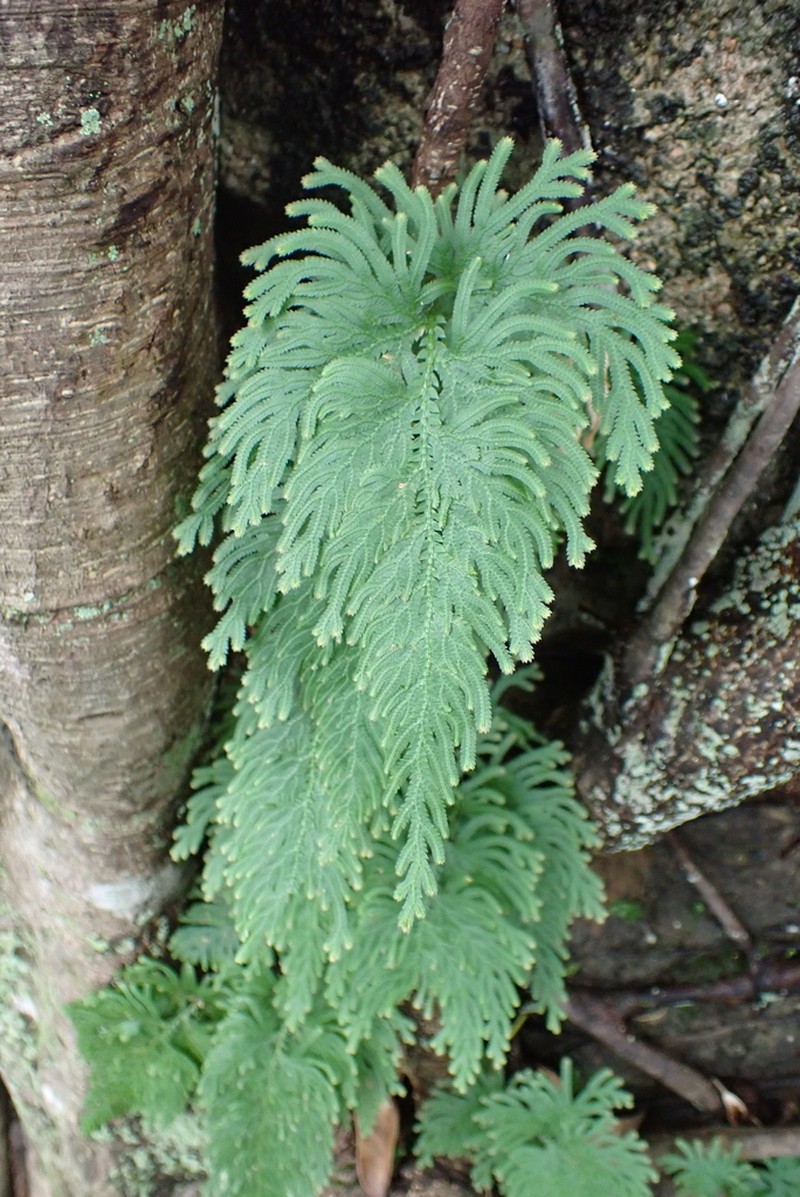 Selaginella biformis photo 5