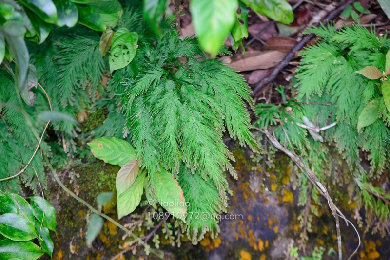 Selaginella biformis photo 6