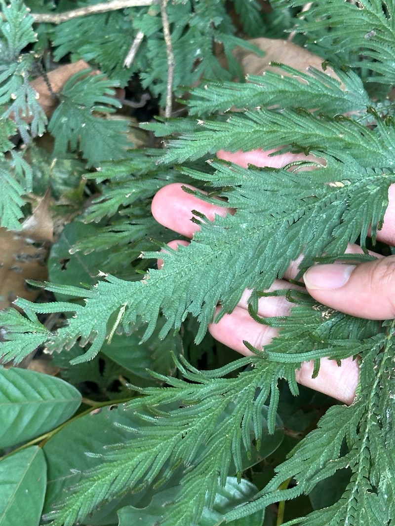 Selaginella biformis photo 7