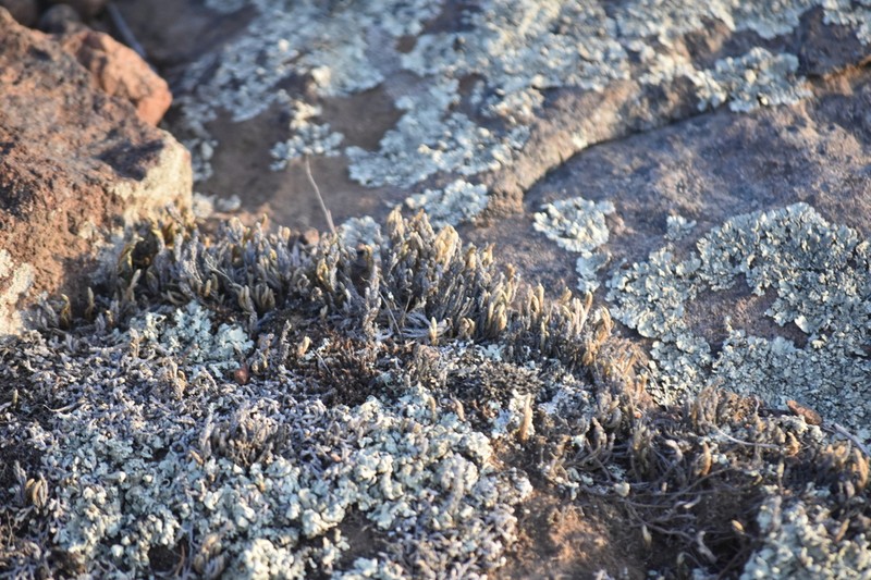 Bushy Spikemoss photo 2