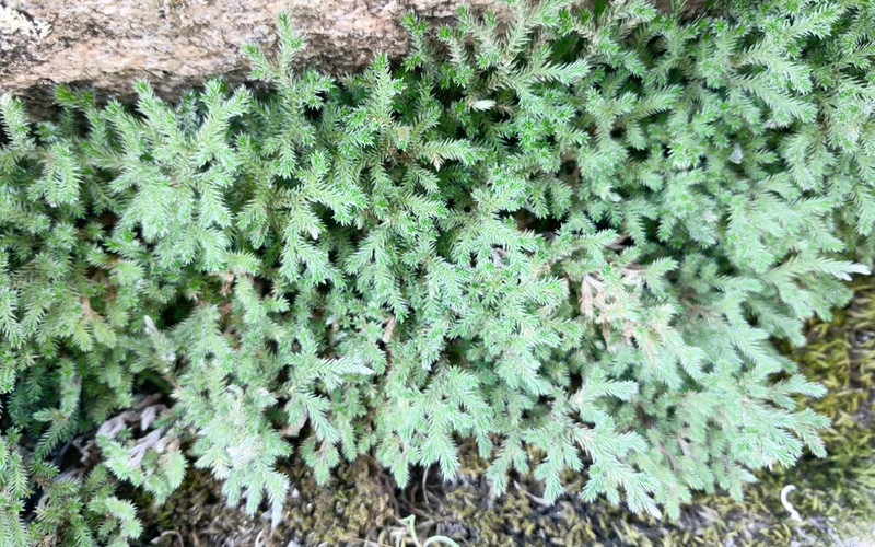 Bushy Spikemoss photo 3