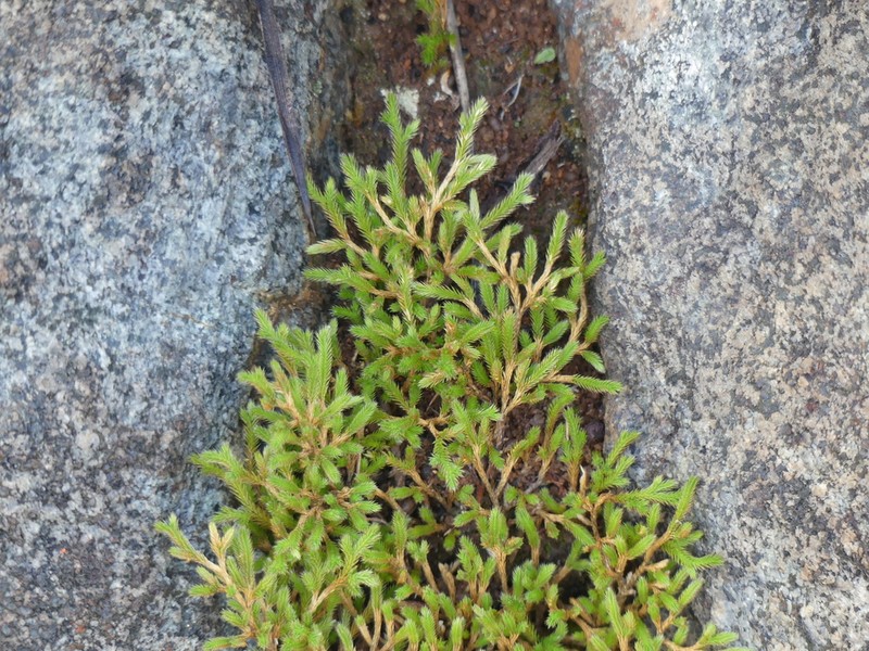 Bushy Spikemoss photo 4