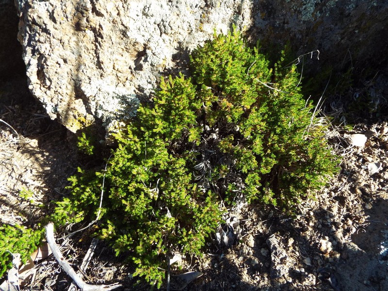 Bushy Spikemoss photo 5