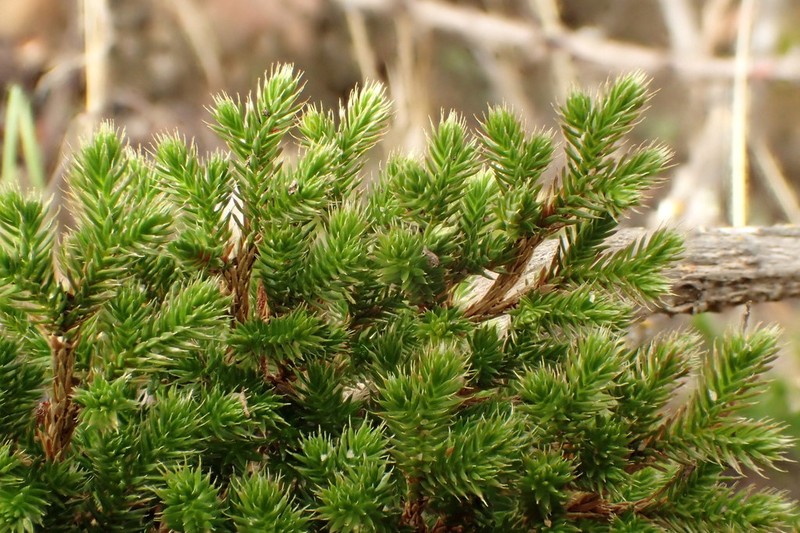 Bushy Spikemoss photo 6
