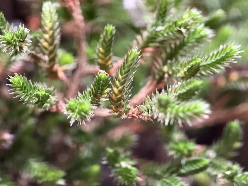 Bushy Spikemoss photo 7