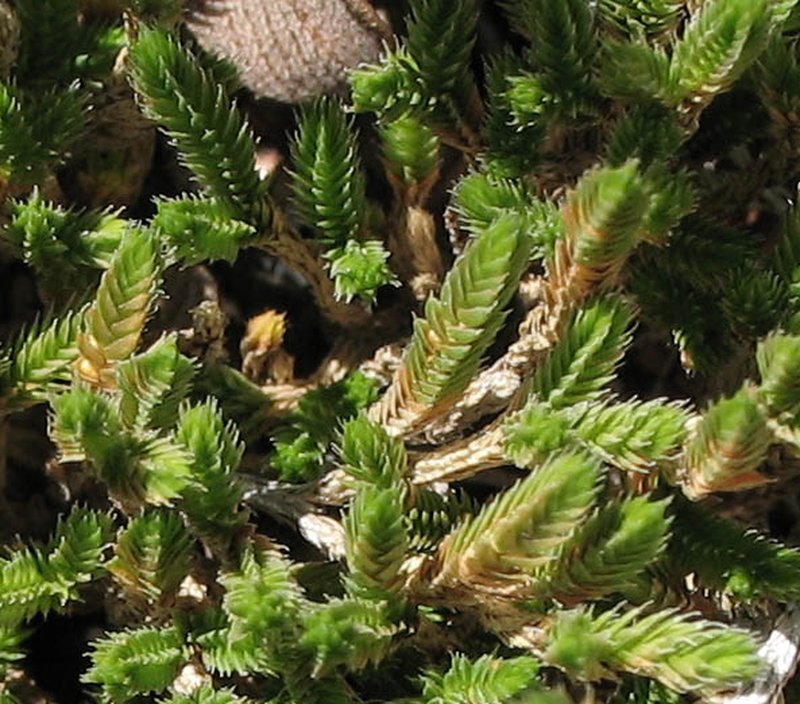 Bushy Spikemoss