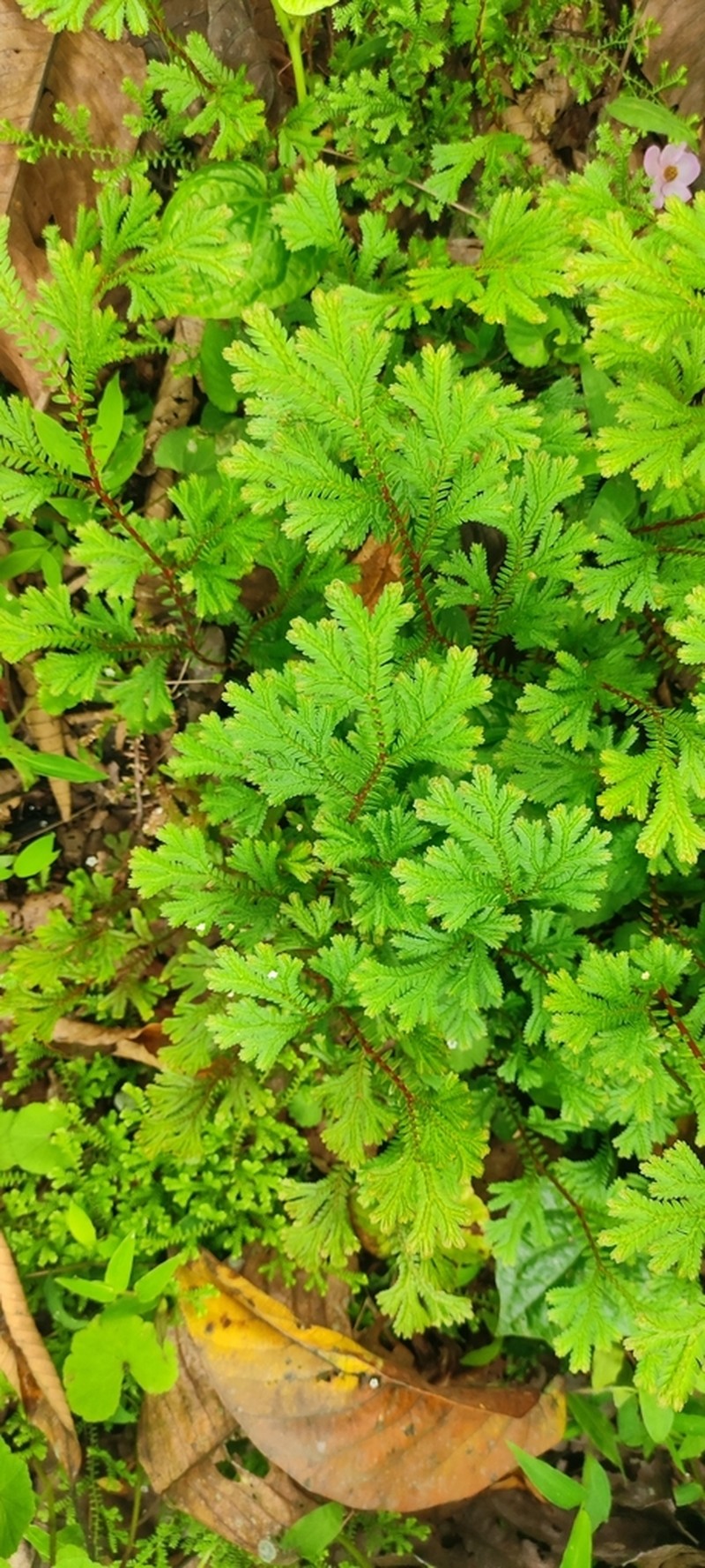 Selaginella bisulcata