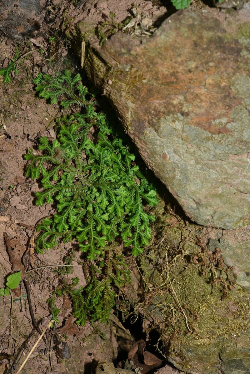 Selaginella bisulcata photo 2