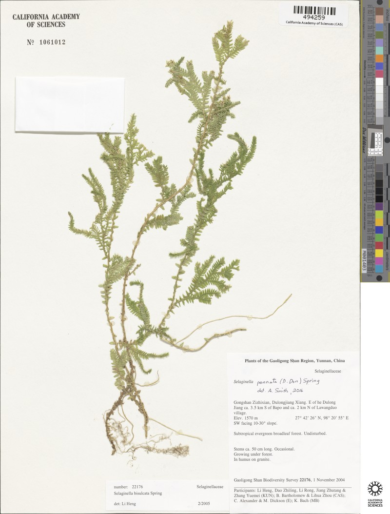Selaginella bisulcata photo 4