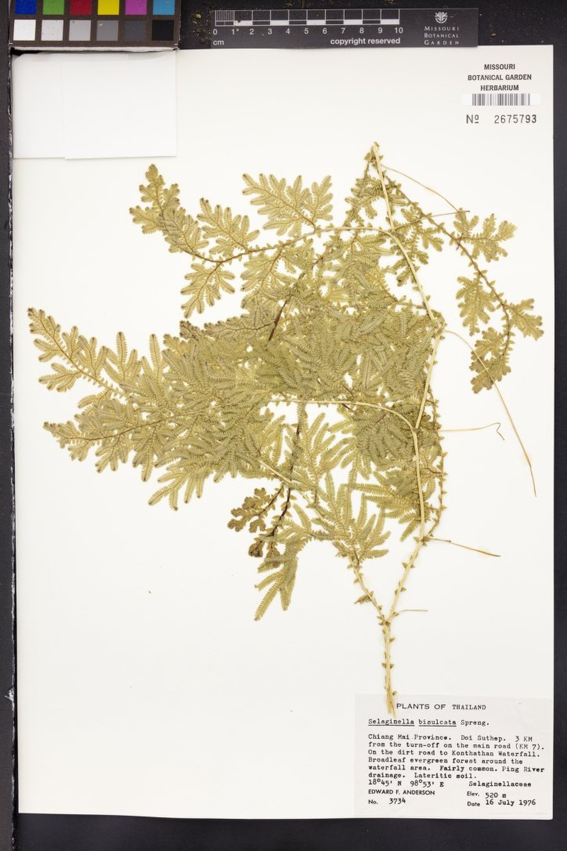 Selaginella bisulcata photo 5