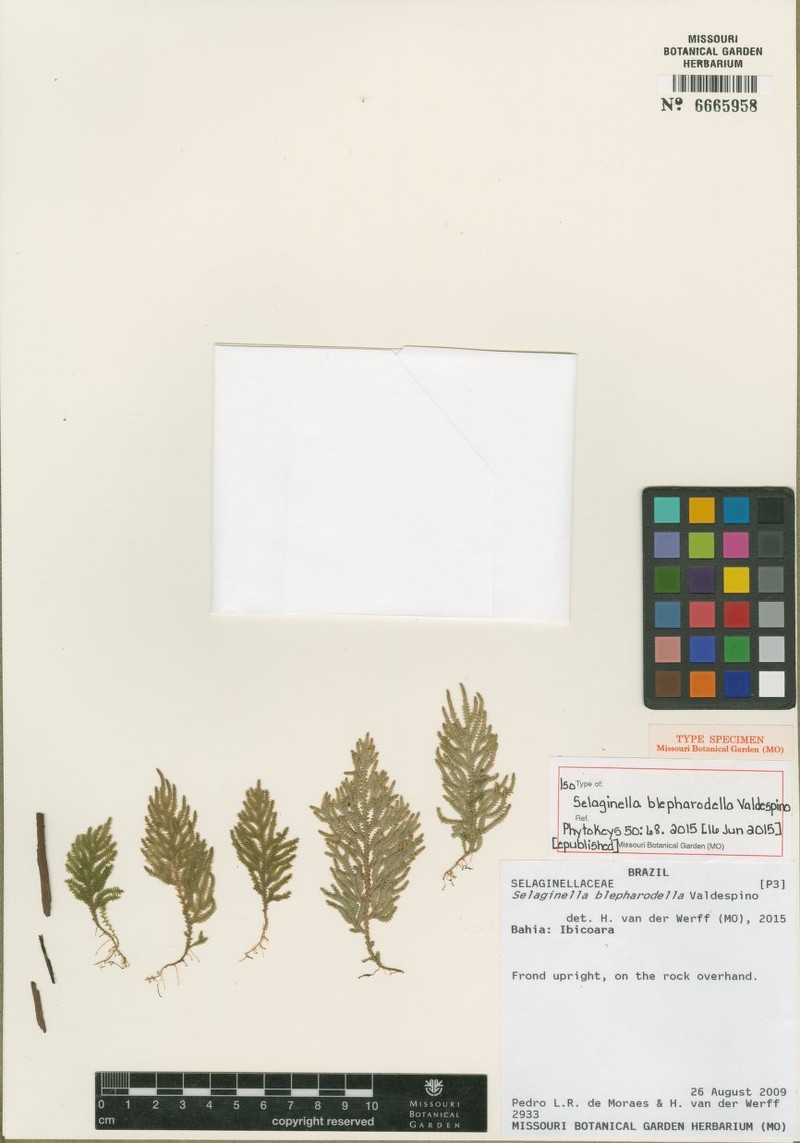 Selaginella blepharodella
