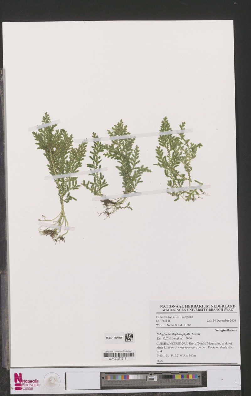 Selaginella blepharophylla
