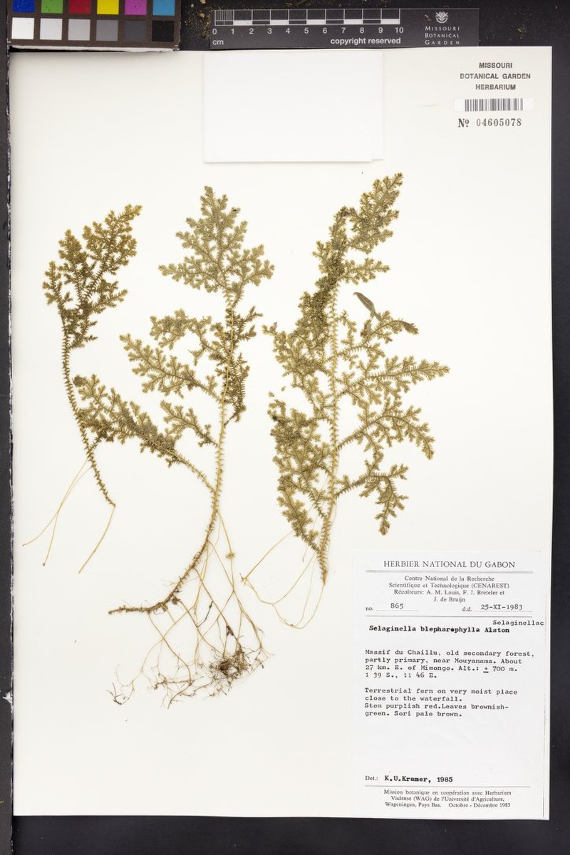 Selaginella blepharophylla photo 2