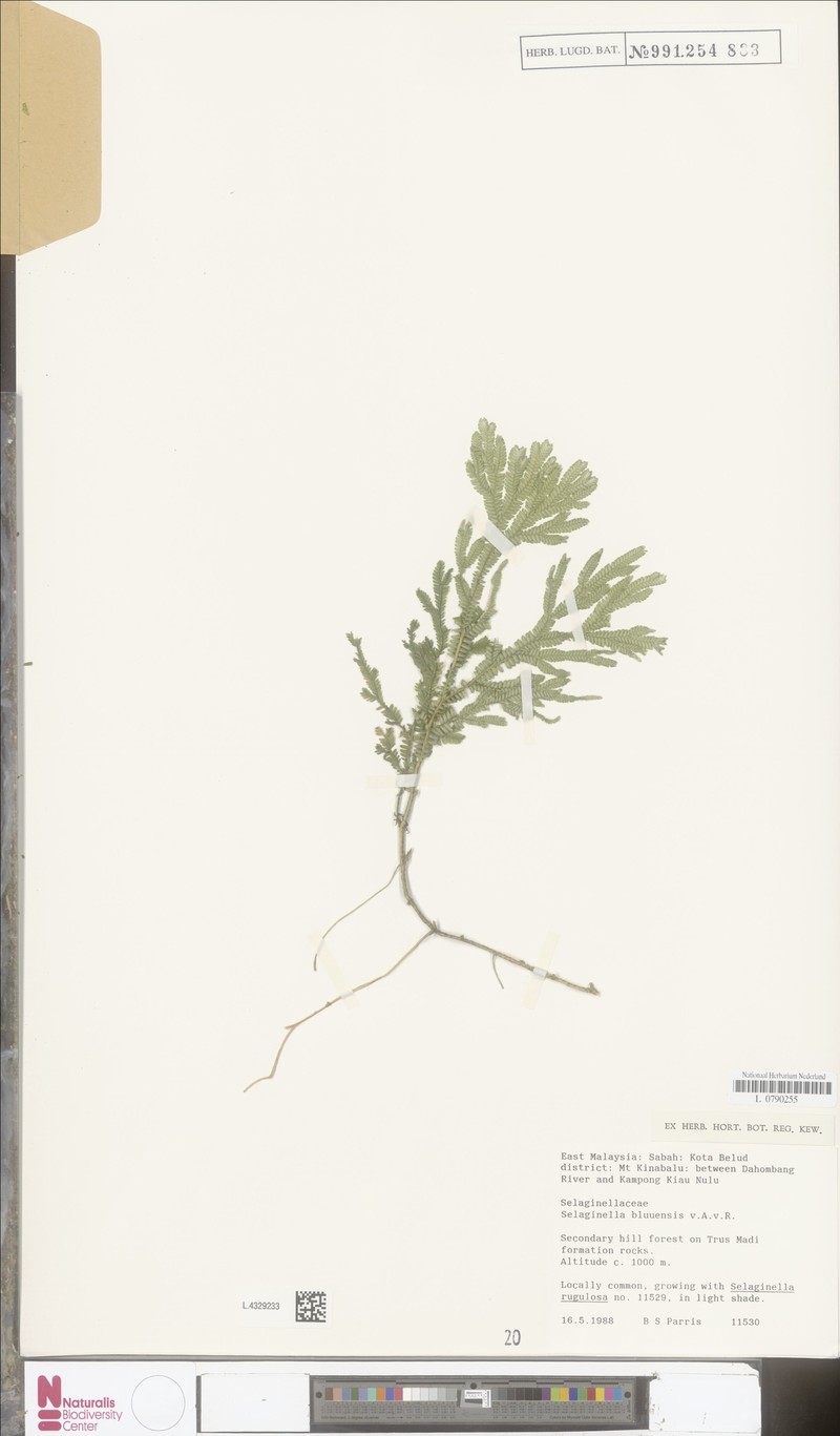 Selaginella bluuensis