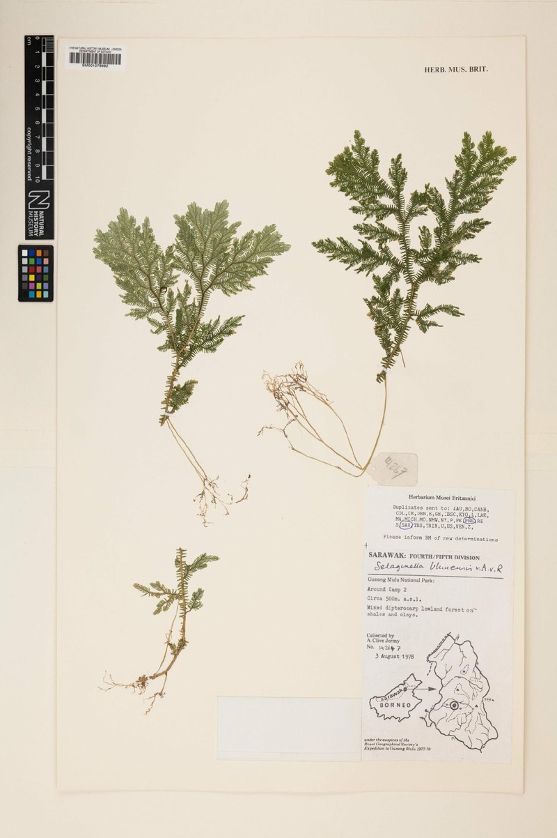 Selaginella bluuensis photo 2