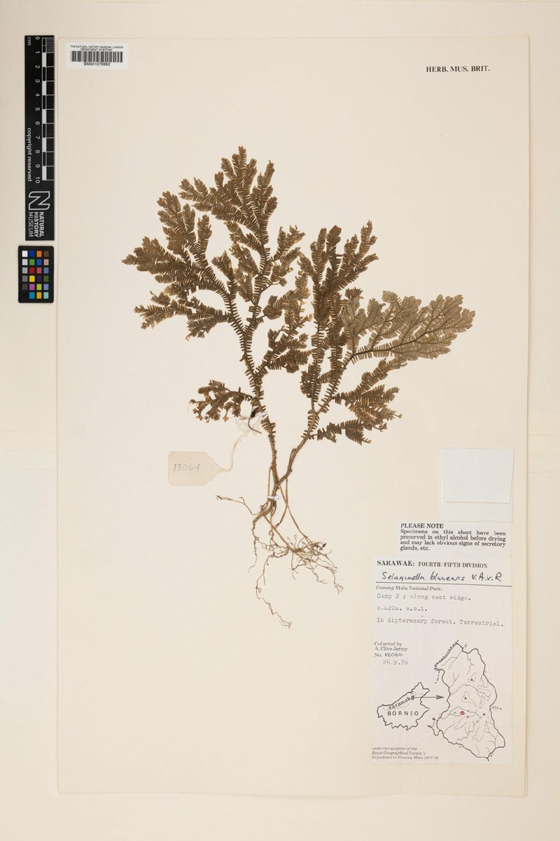 Selaginella bluuensis photo 3