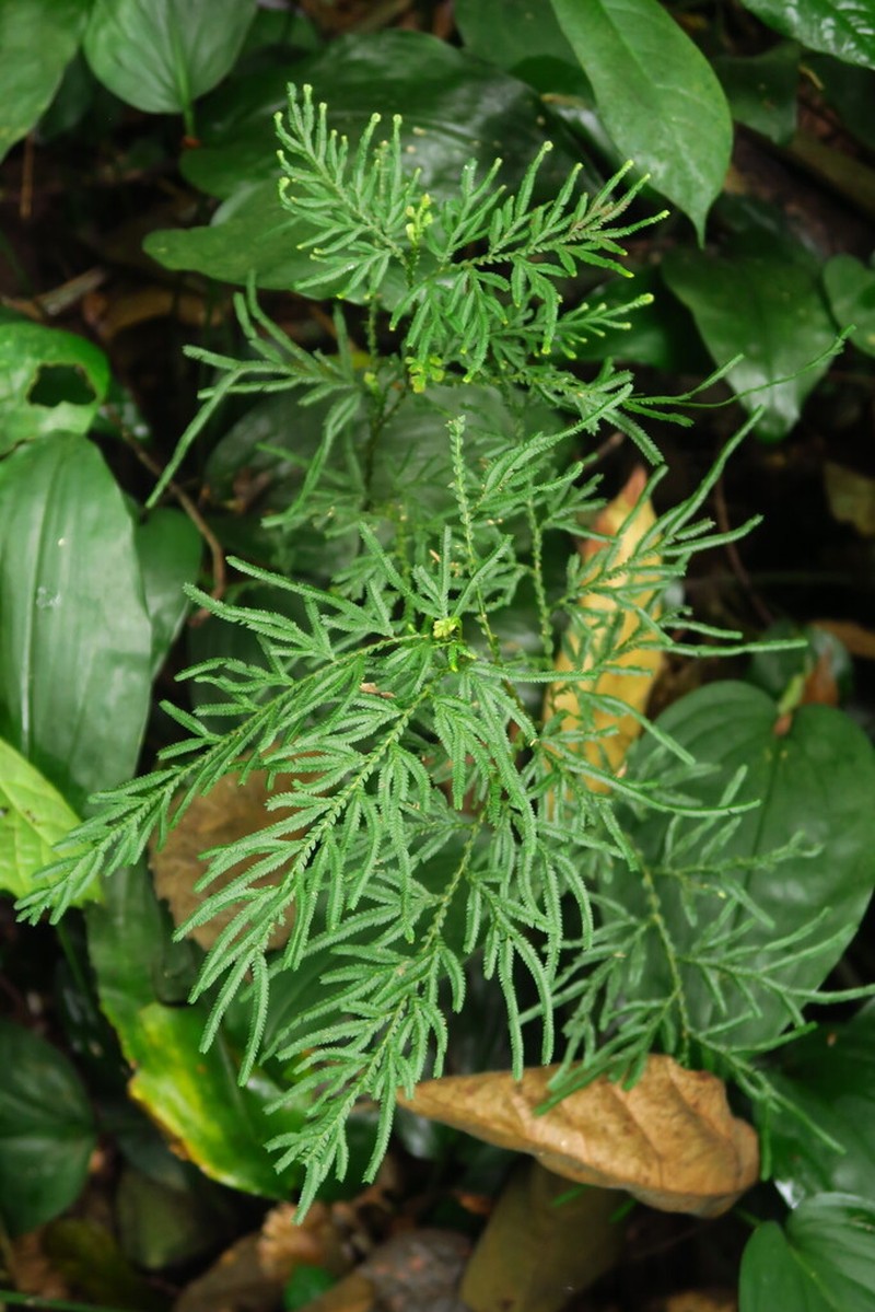 Selaginella bodinieri