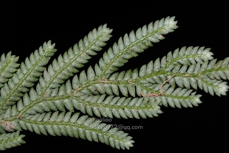 Selaginella bodinieri photo 2