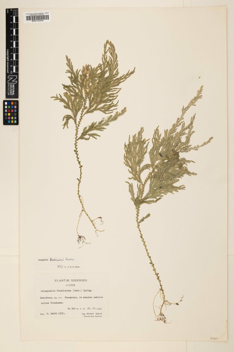 Selaginella bodinieri photo 3