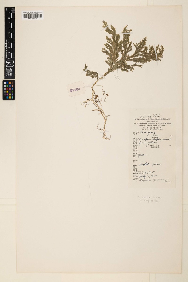 Selaginella bodinieri photo 4