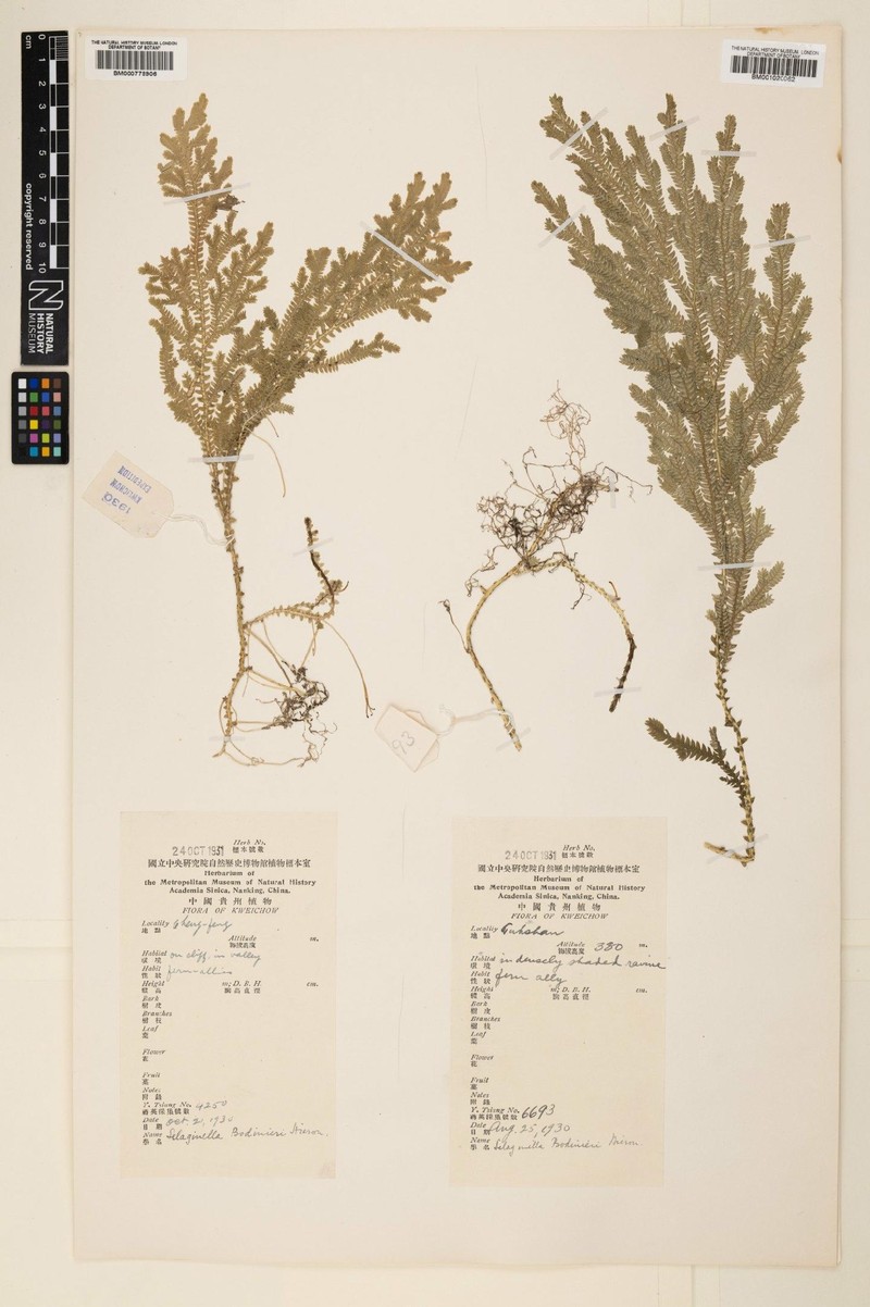 Selaginella bodinieri photo 5