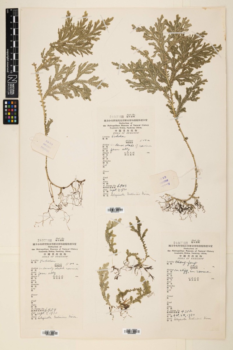 Selaginella bodinieri photo 6