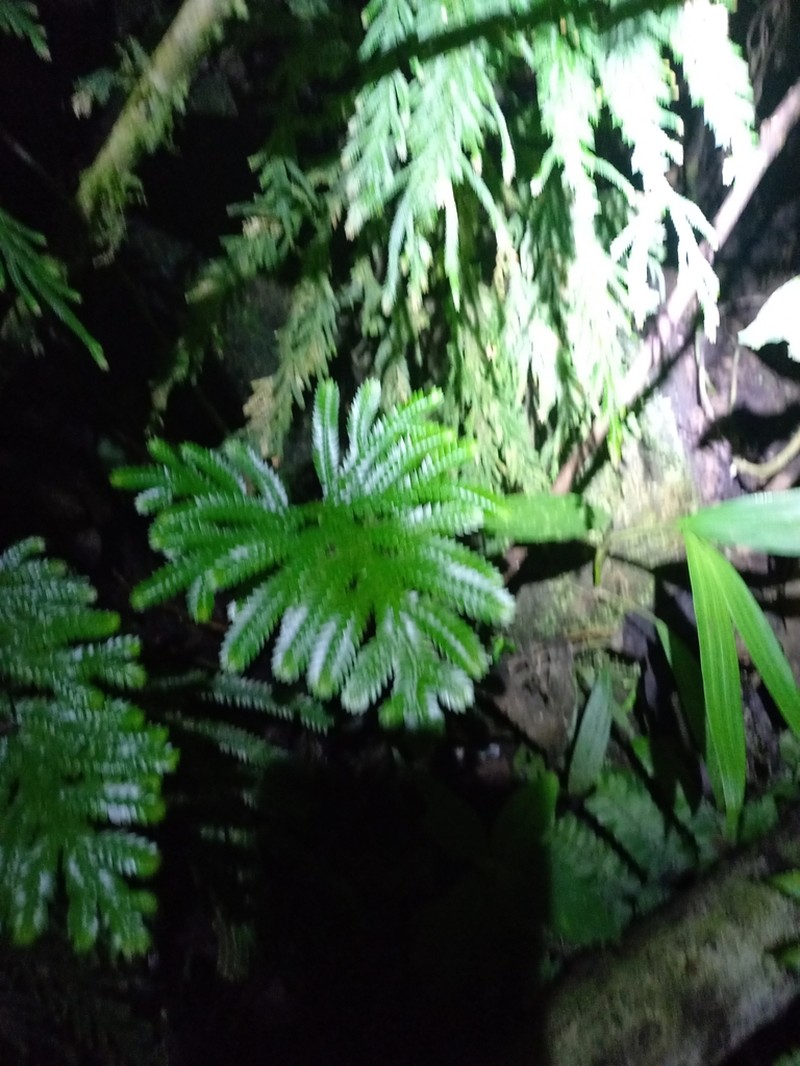Selaginella bombycina