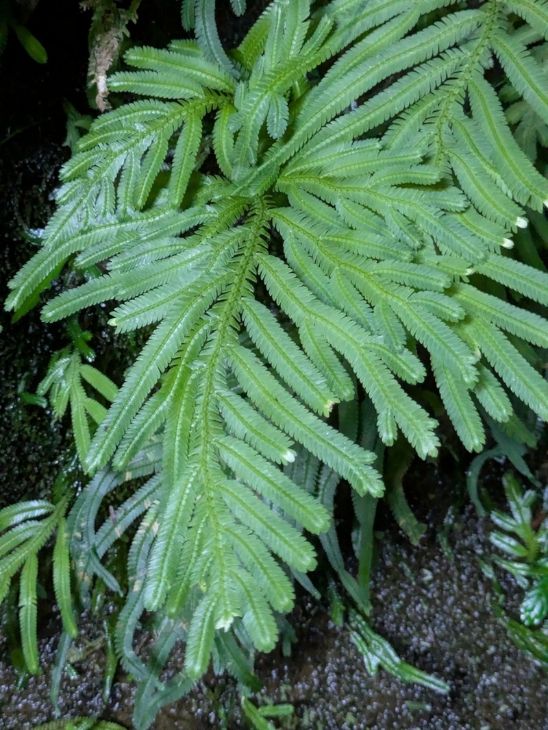 Selaginella bombycina photo 2