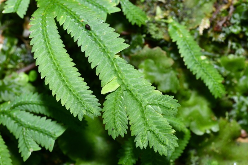 Selaginella bombycina photo 3
