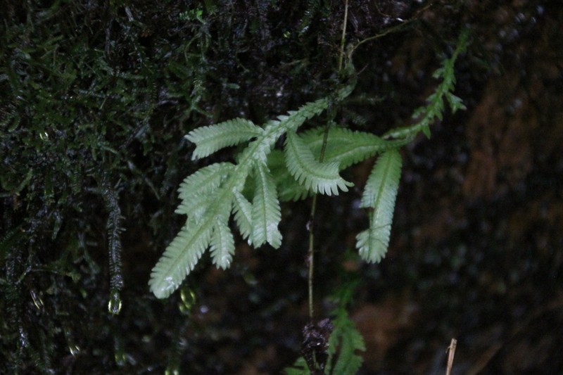 Selaginella bombycina photo 4