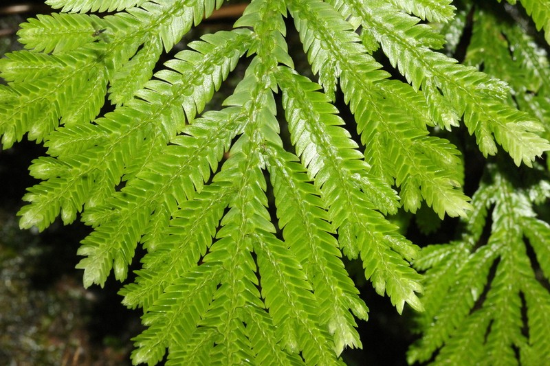 Selaginella bombycina photo 5